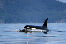 Canada-British Columbia-Orca Camp - Johnstone Strait